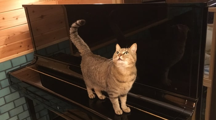 Today's Cat