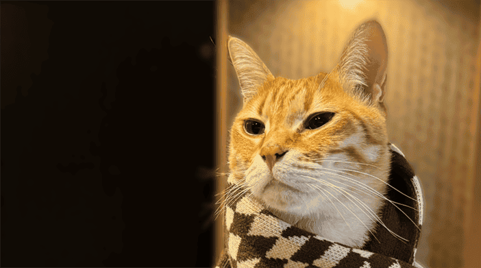 Today's Cat